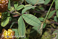 Braun-Klee (Trifolium badium) (F276992)