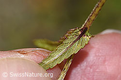 Rhinanthus glacialis (F277005)