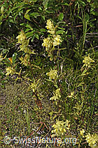 Rhinanthus glacialis (F277007)