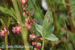 Rumex scutatus (F277045)