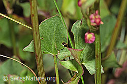 Rumex scutatus (F277046)