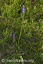 Betonienblättrige Rapunzel (Phyteuma betonicifolium) (F277085)