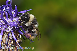 Pyrenäenhummel (Bombus pyrenaeus) auf Betonienblättrige Rapunzel (Phyteuma betonicifolium)