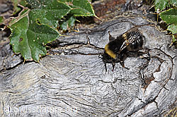 Dunkle Erdhummel (Bombus terrestris) (F277976) Dunkle Erdhummel (Bombus terrestris) (F277976)