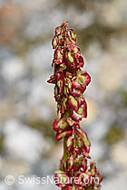 Foto: Säuerling (Oxyria digyna)
