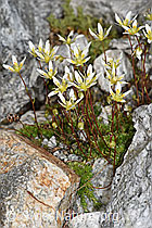 Moosartiger Steinbrech (Saxifraga bryoides) (08.2024, F278672)