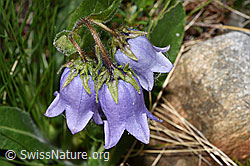 Bärtige Glockenblume (Campanula barbata) (08.2024, F278686)