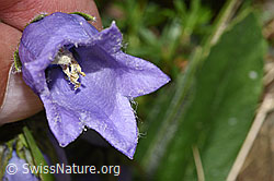 Bärtige Glockenblume (Campanula barbata) (F278687) Bärtige Glockenblume (Campanula barbata) (F278687)
