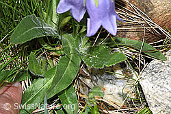 Bärtige Glockenblume (Campanula barbata) (F278689) Bärtige Glockenblume (Campanula barbata) (F278689)