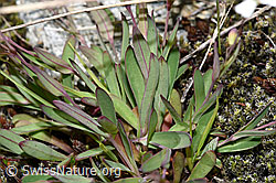 Felsen-Leimkraut (Silene rupestris) (F278703)