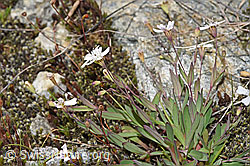 Felsen-Leimkraut (Silene rupestris) (F278705)