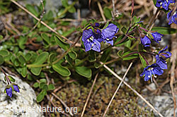 Felsen-Ehrenpreis (Veronica fruticans) (F278717)