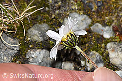 Gewöhnliche Alpenmargerite (Leucanthemopsis alpina) (08.2024, F278740)