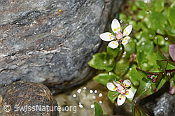 Sternblütiger Steinbrech (Saxifraga stellaris) (08.2024, F278741)