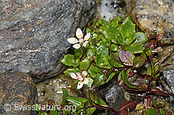 Sternblütiger Steinbrech (Saxifraga stellaris) (08.2024, F278744)