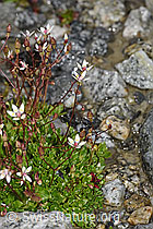 Sternblütiger Steinbrech (Saxifraga stellaris) (F278786) Sternblütiger Steinbrech (Saxifraga stellaris) (F278786)