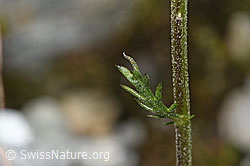Moschus-Schafgarbe (Achillea erba-rotta ssp. moschata) (F278790)