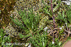 Moschus-Schafgarbe (Achillea erba-rotta ssp. moschata) (F278792)