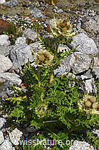 Alpen-Kratzdistel (Cirsium spinosissimum) (F278800) Alpen-Kratzdistel (Cirsium spinosissimum) (F278800)