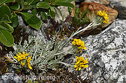 Graues Greiskraut (Senecio incanus) (F278852) Graues Greiskraut (Senecio incanus) (F278852)