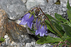 Bärtige Glockenblume (Campanula barbata) (F278857) Bärtige Glockenblume (Campanula barbata) (F278857)