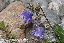 Bärtige Glockenblume (Campanula barbata) (F278858) Bärtige Glockenblume (Campanula barbata) (F278858)