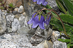 Bärtige Glockenblume (Campanula barbata) (F278866) Bärtige Glockenblume (Campanula barbata) (F278866)