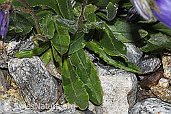 Bärtige Glockenblume (Campanula barbata) (F278870) Bärtige Glockenblume (Campanula barbata) (F278870)
