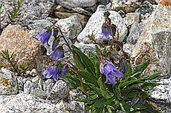 Bärtige Glockenblume (Campanula barbata) (F278876) Bärtige Glockenblume (Campanula barbata) (F278876)
