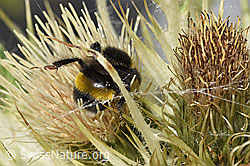 Heide-Erdhummel (Bombus cryptarum) auf Alpen-Kratzdistel (Cirsium spinosissimum) (F278914) Heide-Erdhummel (Bombus cryptarum) auf Alpen-Kratzdistel (Cirsium spinosissimum) (F278914)