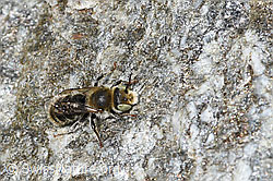 Foto: Hornklee-Felsenbiene (Hoplitis loti)