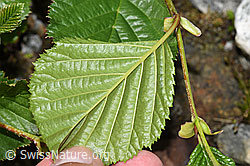 Foto: Grün-Erle (Alnus viridis)