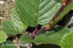 Foto: Grün-Erle (Alnus viridis)