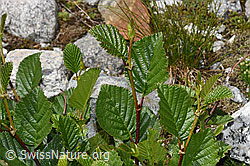 Foto: Grün-Erle (Alnus viridis)