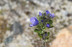 Rosetten-Ehrenpreis (Veronica bellidioides) (08.2024, F278970)