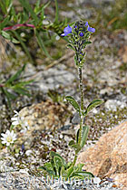 Rosetten-Ehrenpreis (Veronica bellidioides) (08.2024, F278972)