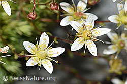 Moosartiger Steinbrech (Saxifraga bryoides) (08.2024, F278997)