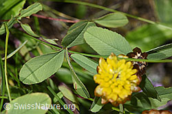 Braun-Klee (Trifolium badium) (F279016) Braun-Klee (Trifolium badium) (F279016)