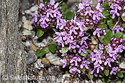 Vielhaariger Thymian (Thymus praecox ssp. polytrichus) (F279024) Vielhaariger Thymian (Thymus praecox ssp. polytrichus) (F279024)