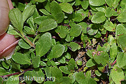 Vielhaariger Thymian (Thymus praecox ssp. polytrichus) (F279026) Vielhaariger Thymian (Thymus praecox ssp. polytrichus) (F279026)