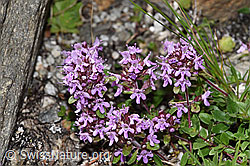 Vielhaariger Thymian (Thymus praecox ssp. polytrichus) (F279027) Vielhaariger Thymian (Thymus praecox ssp. polytrichus) (F279027)