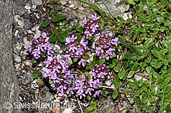 Vielhaariger Thymian (Thymus praecox ssp. polytrichus) (F279028) Vielhaariger Thymian (Thymus praecox ssp. polytrichus) (F279028)