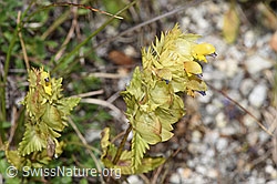 Schmalblättriger Klappertopf (Rhinanthus glacialis) (F279029) Schmalblättriger Klappertopf (Rhinanthus glacialis) (F279029)