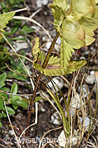 Schmalblättriger Klappertopf (Rhinanthus glacialis) (F279030) Schmalblättriger Klappertopf (Rhinanthus glacialis) (F279030)