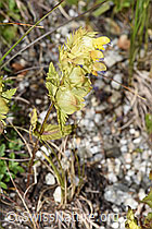 Schmalblättriger Klappertopf (Rhinanthus glacialis) (F279031) Schmalblättriger Klappertopf (Rhinanthus glacialis) (F279031)