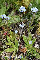Alpen-Vergissmeinnicht (Myosotis alpestris) (08.2024, F279037)