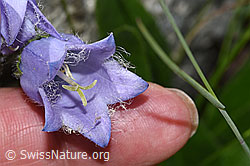 Bärtige Glockenblume (Campanula barbata) (F279049)