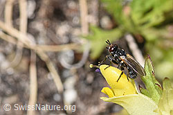 Thecophora atra (Dickkopffliege) auf Schmalblättrigem Klappertopf (Rhinanthus glacialis) (F279054) Thecophora atra (Dickkopffliege) auf Schmalblättrigem Klappertopf (Rhinanthus glacialis) (F279054)
