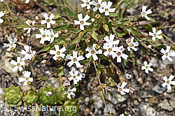 Felsen-Leimkraut (Silene rupestris) (F279059)