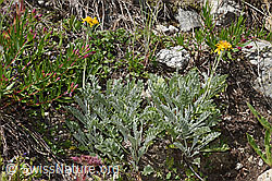 Graues Greiskraut (Senecio incanus) (F279101)